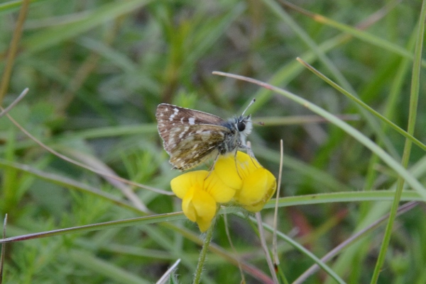 Hesperiidae: Spialia sertorius